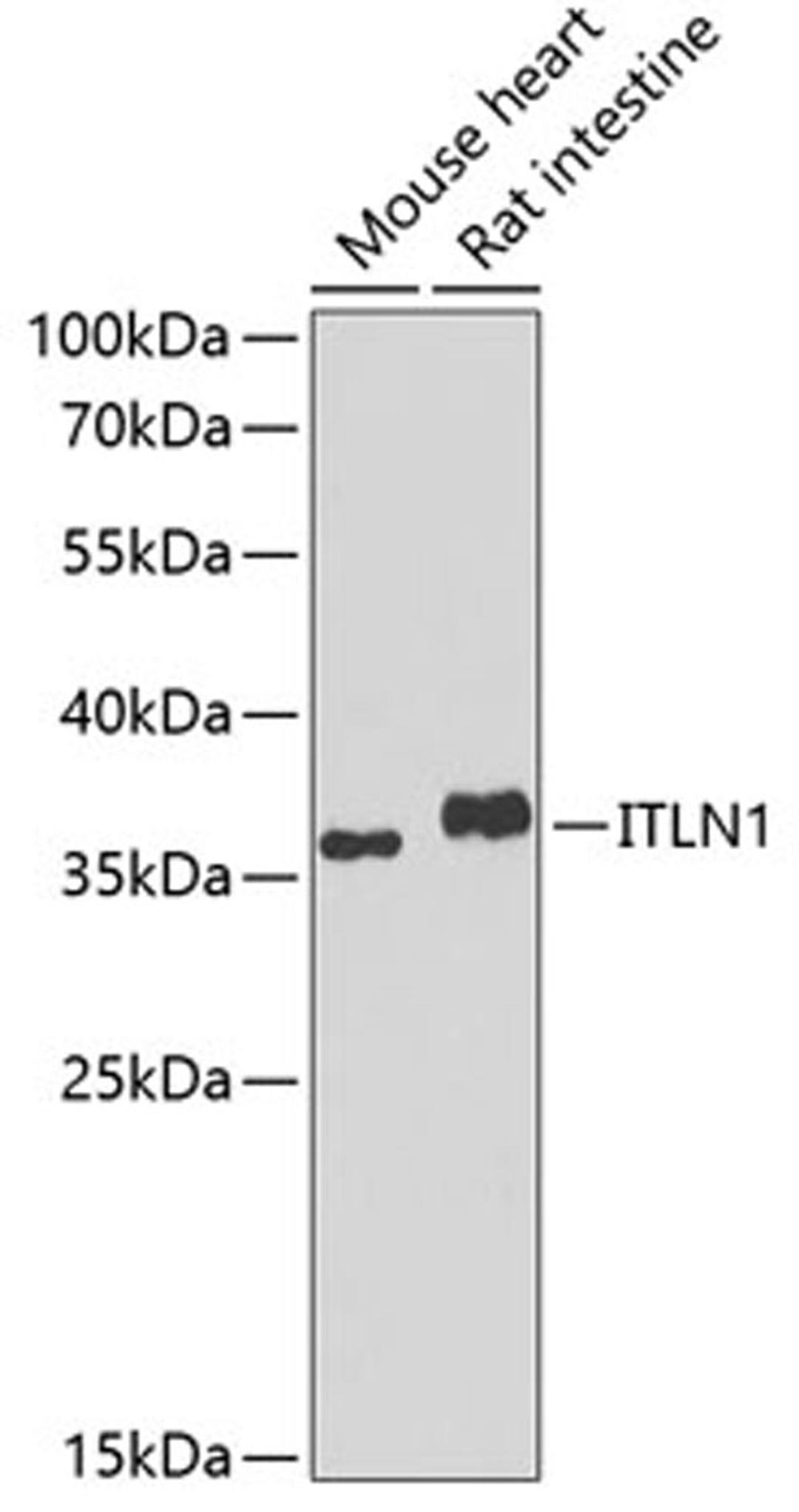 Western blot - ITLN1 antibody (A7234)