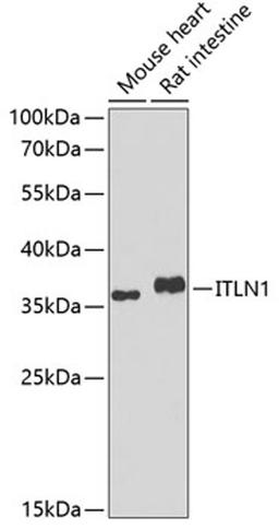 Western blot - ITLN1 antibody (A7234)