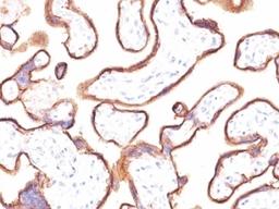 Formalin-fixed, paraffin-embedded human placenta stained with placental Alkaline Phosphatase antibody (ALPP/870).