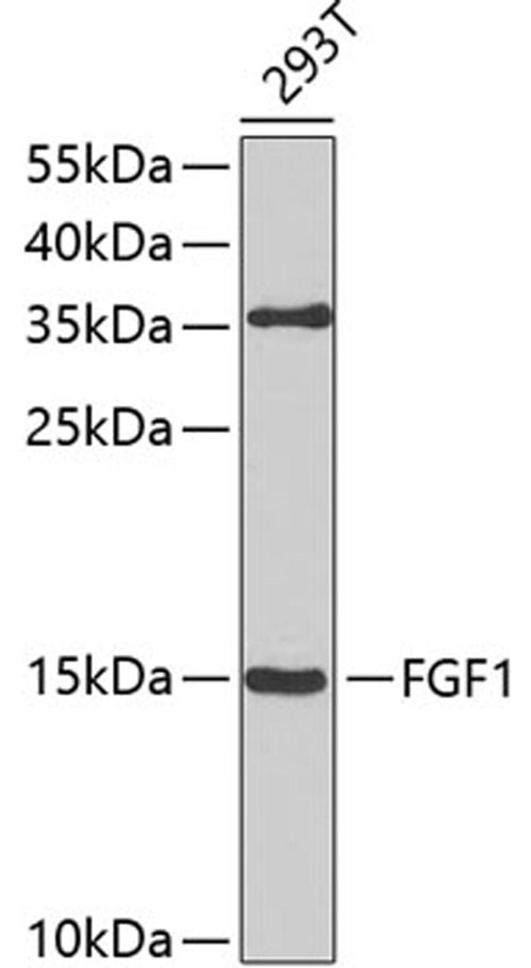 Western blot - FGF1 antibody (A0685)