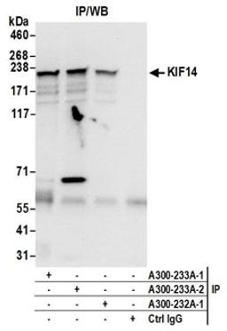 Detection of human KIF14 by western blot of immunoprecipitates.