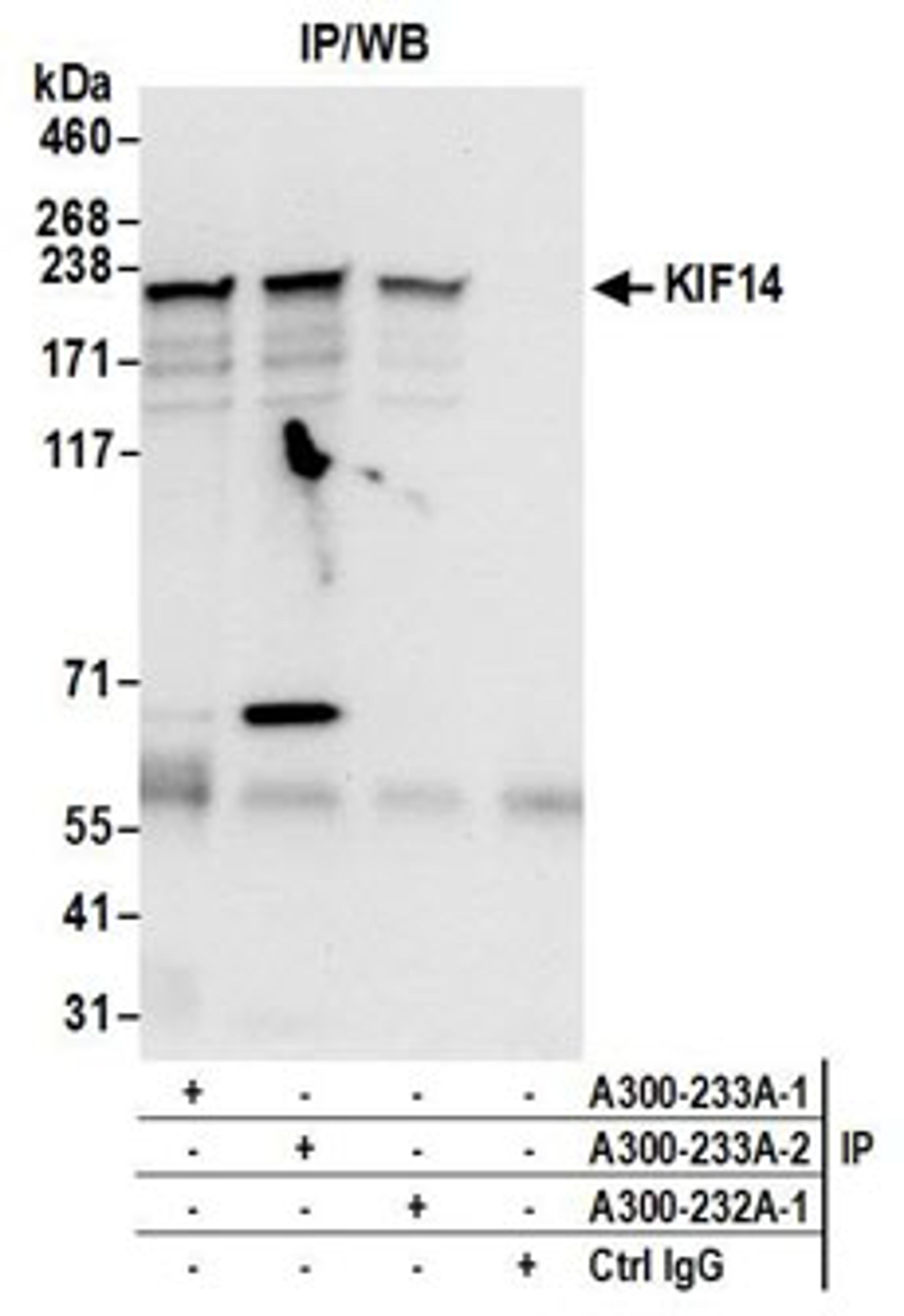 Detection of human KIF14 by western blot of immunoprecipitates.