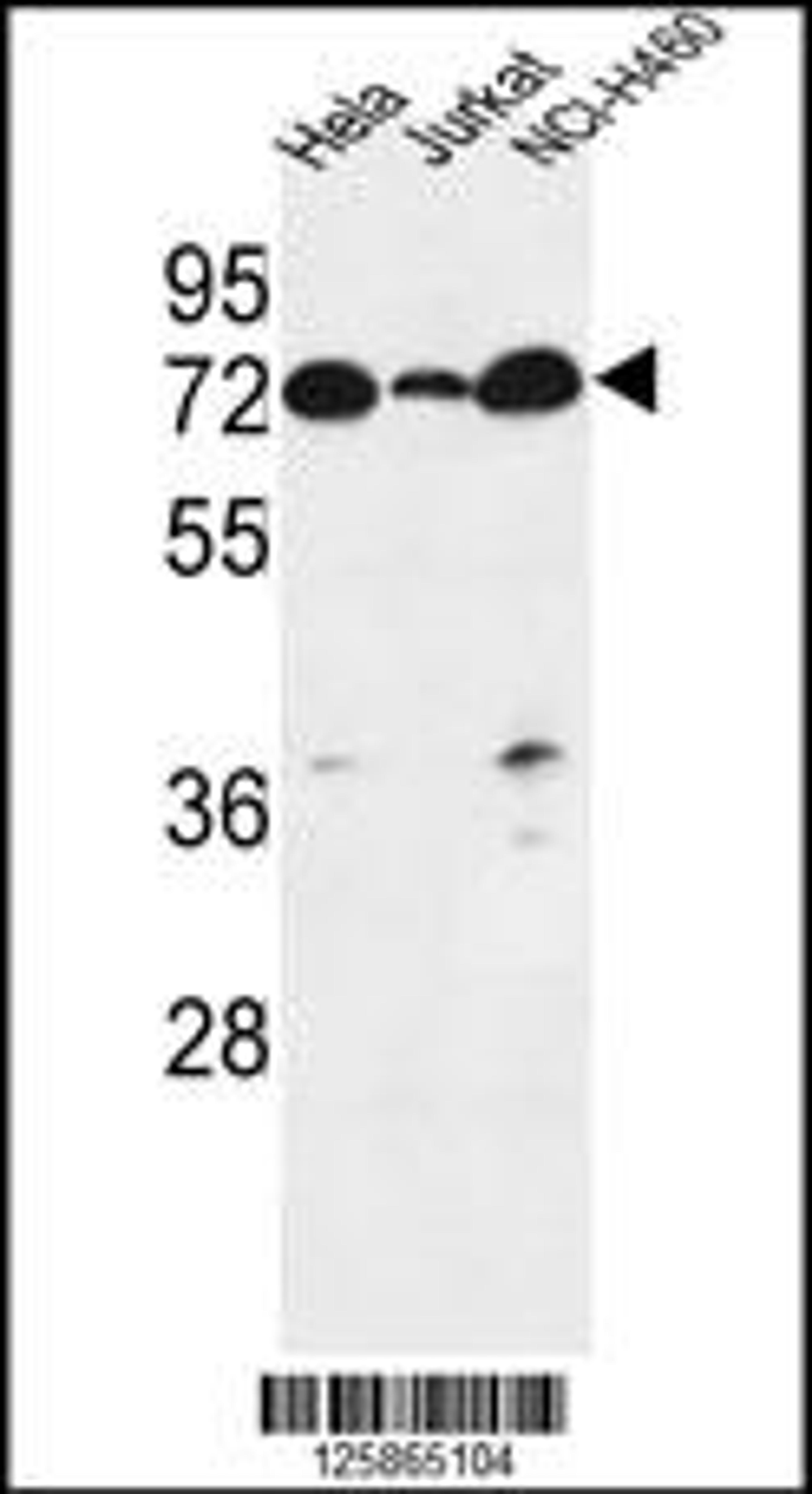 Western blot analysis in Hela,Jurkat,NCI-H460 cell line lysates (35ug/lane).