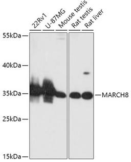 Western blot - MARCH8 antibody (A12962)