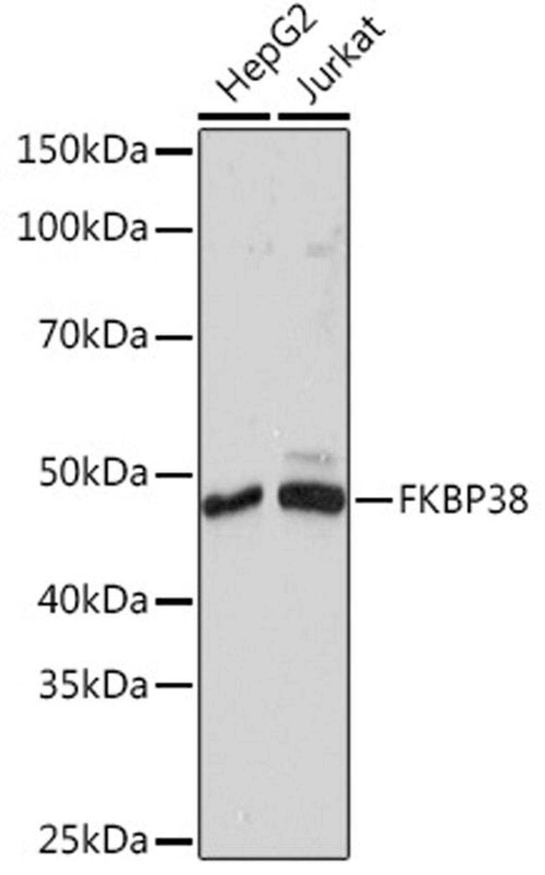 Western blot - FKBP38 Rabbit mAb (A8701)