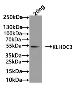 Western Blot. Positive WB detected in: recombinant protein. All lanes: KLHDC3 Antibody at 1:1000. Secondary. Goat polyclonal to rabbit IgG at 1/50000 dilution. Predicted band size: 52 kDa. Observed band size: 52 kDa. 