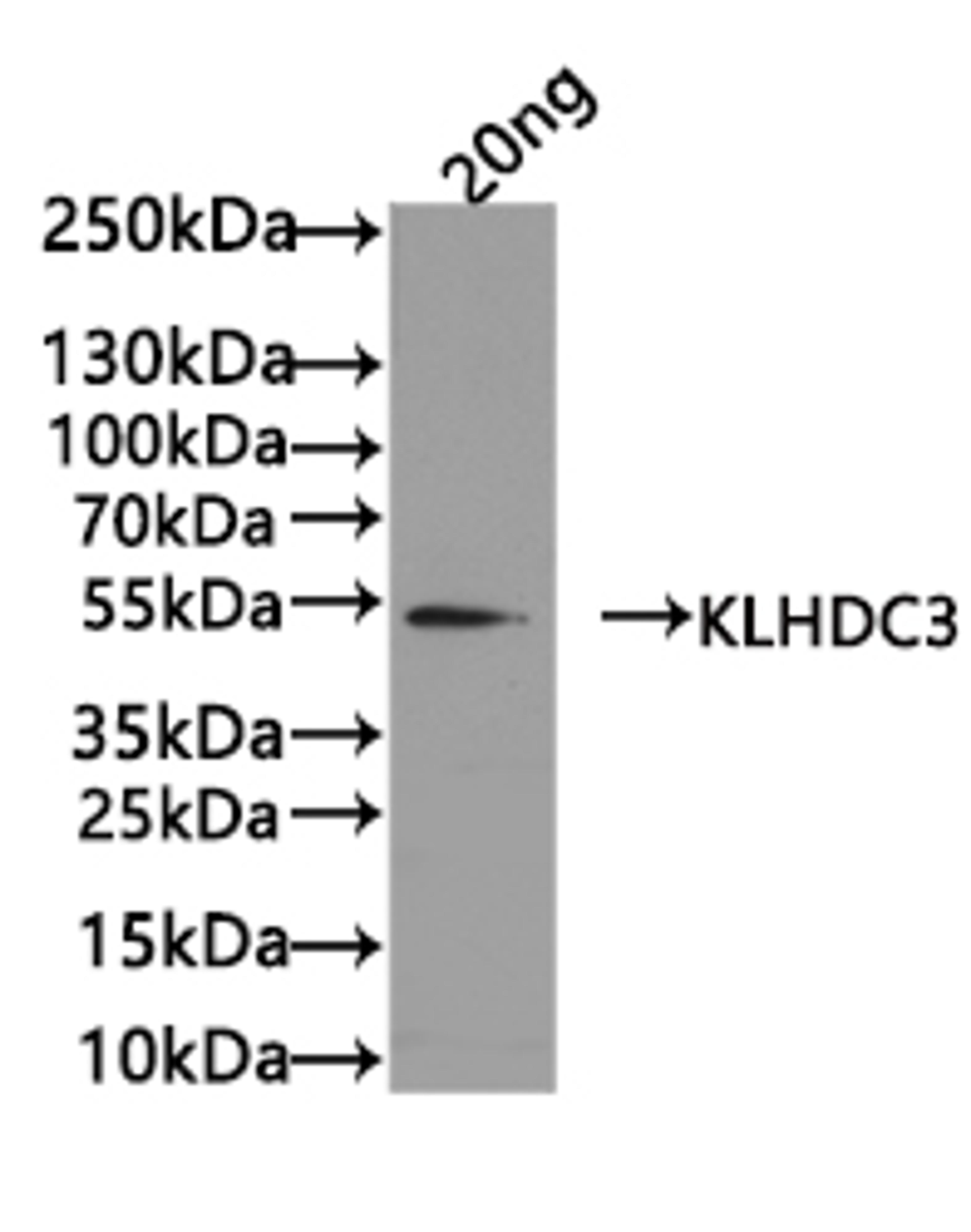 Western Blot. Positive WB detected in: recombinant protein. All lanes: KLHDC3 Antibody at 1:1000. Secondary. Goat polyclonal to rabbit IgG at 1/50000 dilution. Predicted band size: 52 kDa. Observed band size: 52 kDa. 