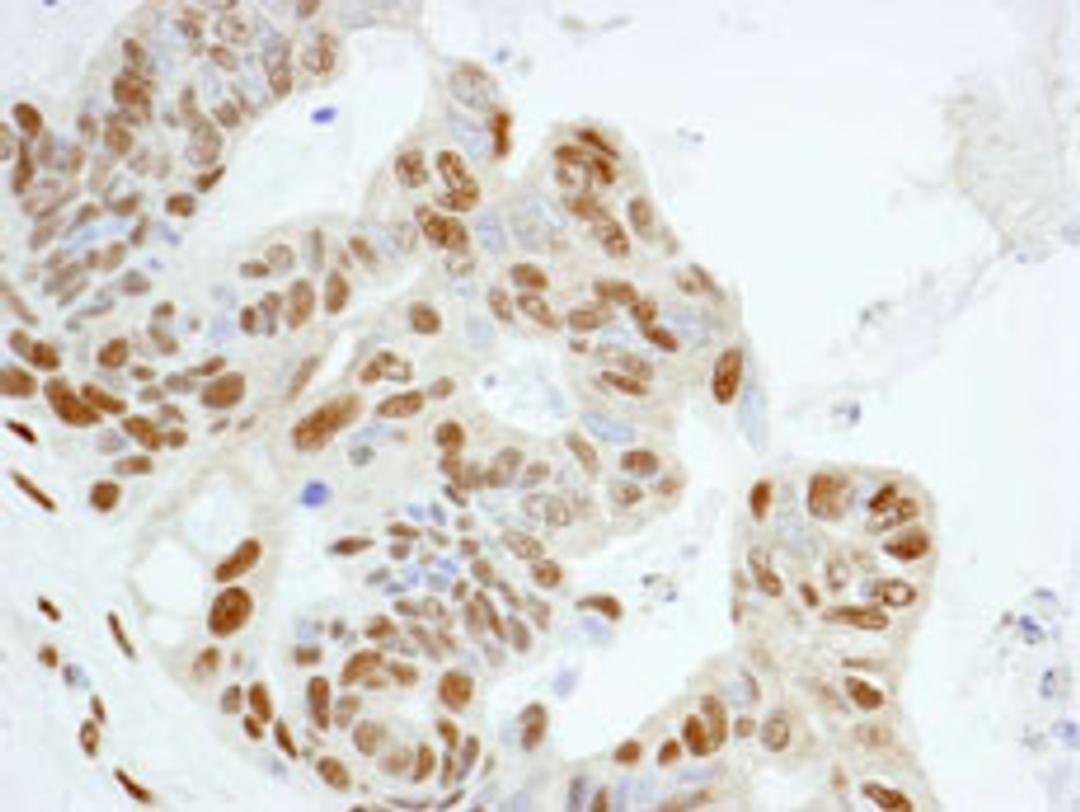 Detection of human KPNA4 by immunohistochemistry.