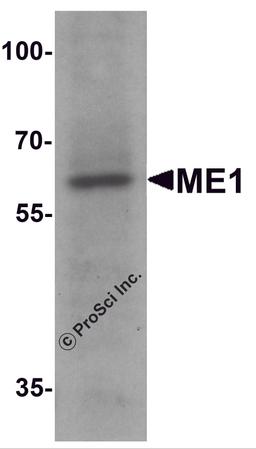 Western blot analysis of ME1 in 293 cell lysate with ME1 antibody at 1 μg/ml.