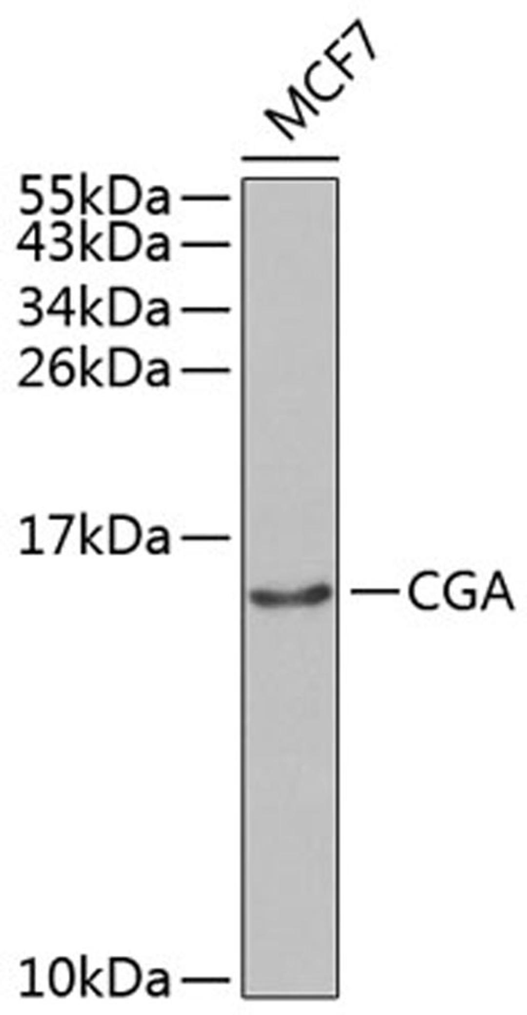 Western blot - CGA antibody (A1239)