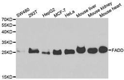 Western blot analysis of cell and tissue lysates using Rabbit anti FADD antibody