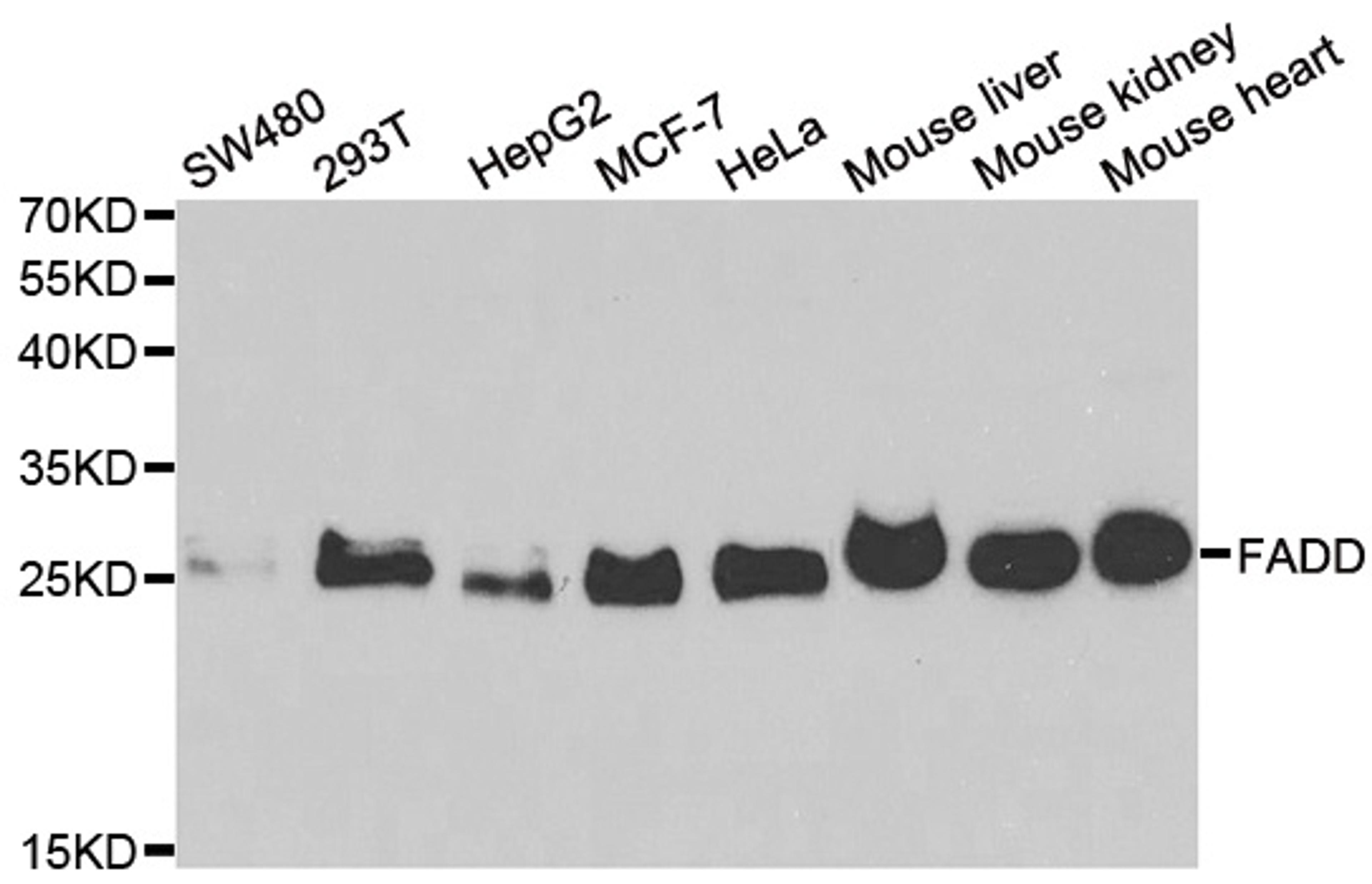 Western blot analysis of cell and tissue lysates using Rabbit anti FADD antibody