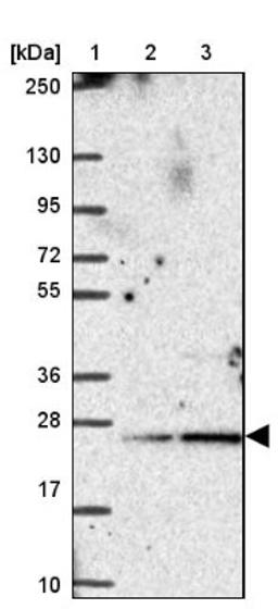 Western Blot: PSF2 Antibody [NBP2-33825] - Lane 1: Marker [kDa] 250, 130, 95, 72, 55, 36, 28, 17, 10<br/>Lane 2: Human cell line RT-4<br/>Lane 3: Human cell line U-251MG sp