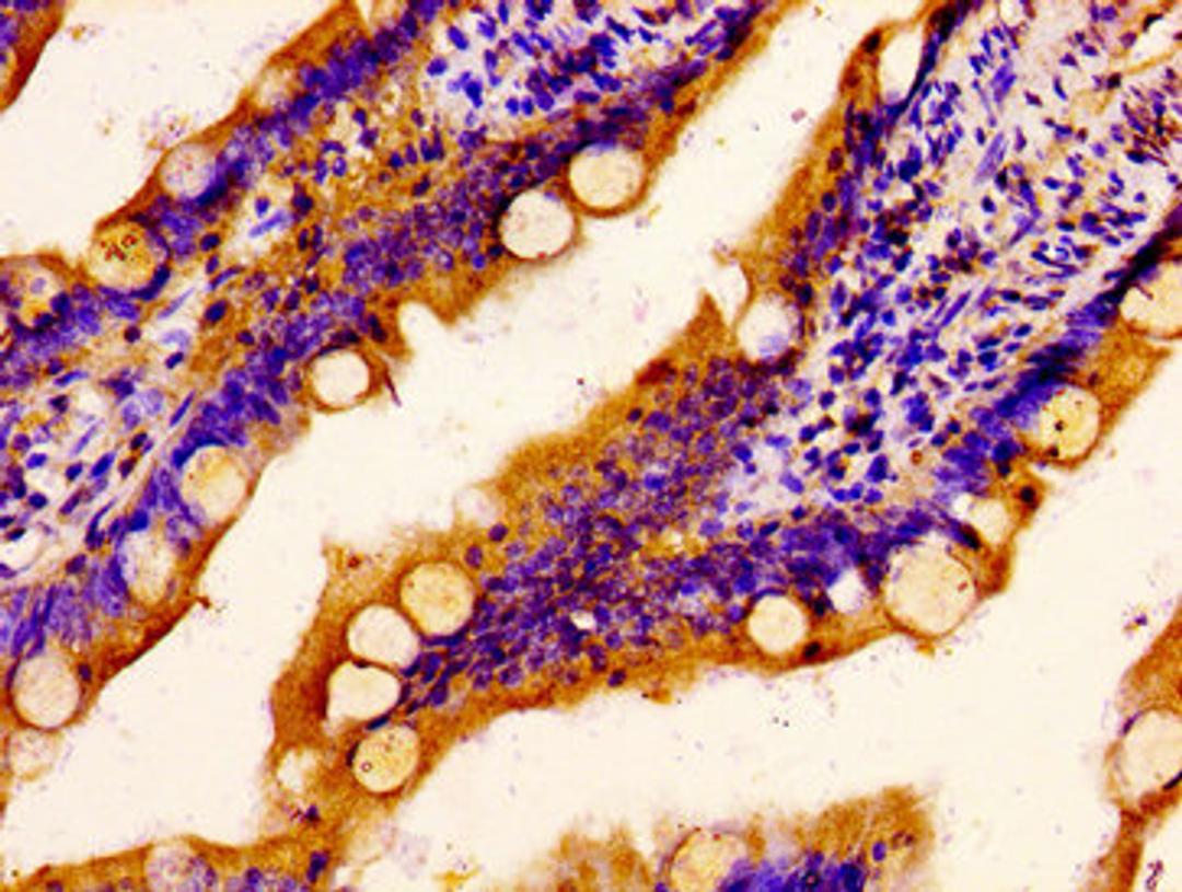 IHC image of CSB-PA020766LA01HU diluted at 1:400 and staining in paraffin-embedded human small intestine tissue performed on a Leica BondTM system. After dewaxing and hydration, antigen retrieval was mediated by high pressure in a citrate buffer (pH 6.0). Section was blocked with 10% normal goat serum 30min at RT. Then primary antibody (1% BSA) was incubated at 4&deg;C overnight. The primary is detected by a biotinylated secondary antibody and visualized using an HRP conjugated SP system.