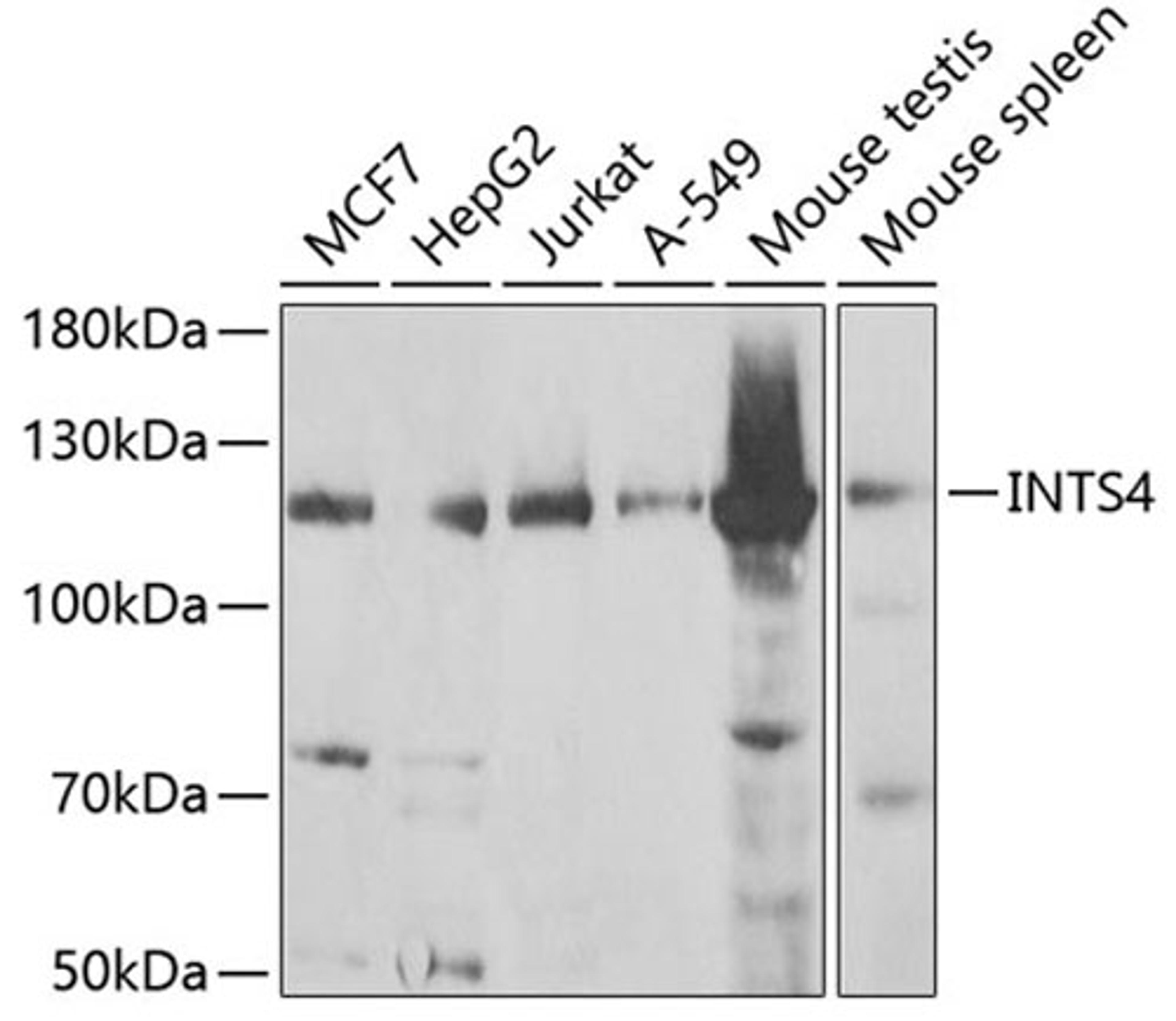 Western blot - INTS4 antibody (A6339)