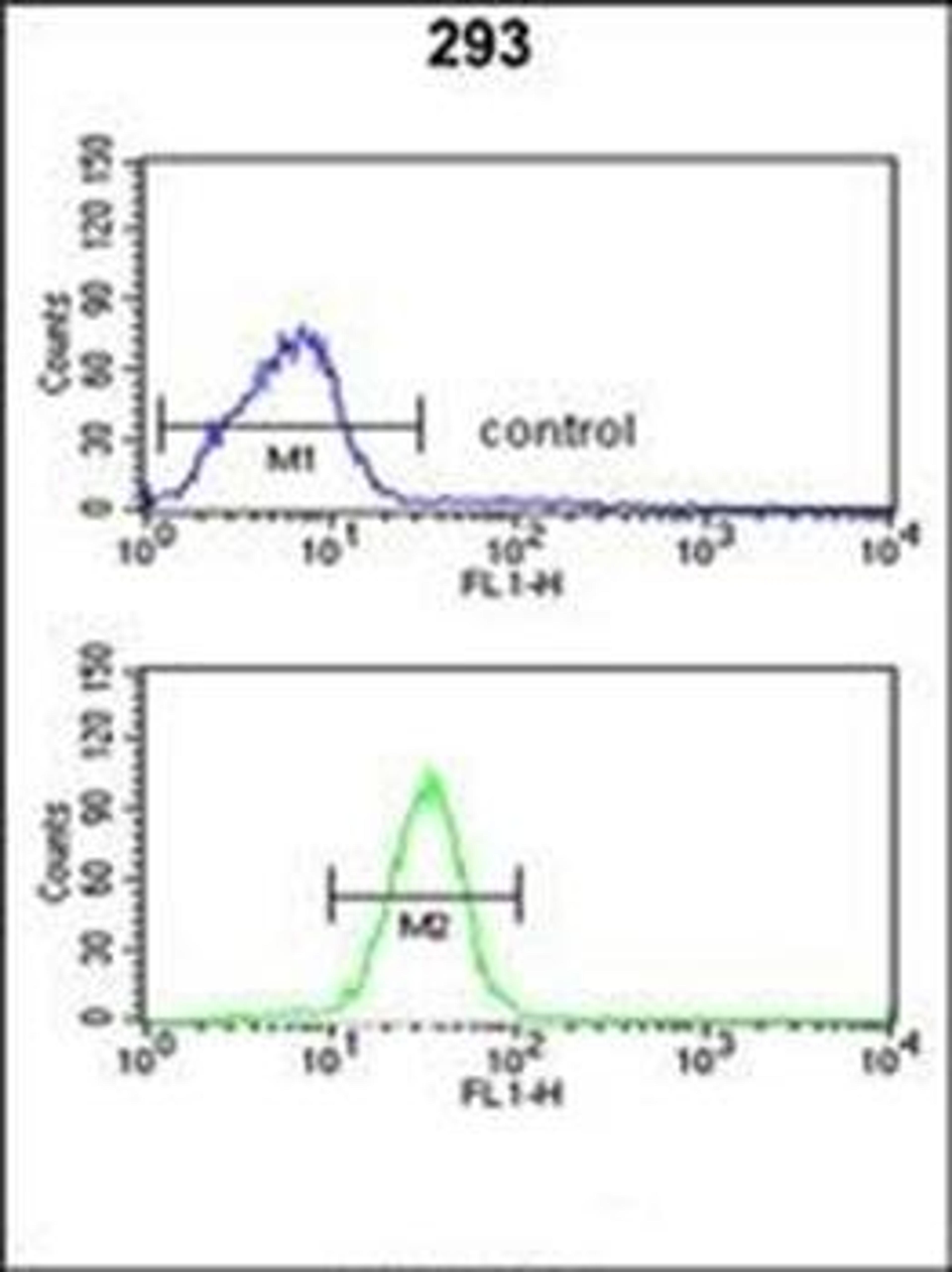 Flow cytometric analysis of 293 cells using GCLM antibody (primary antibody dilution at: 1:10-50)