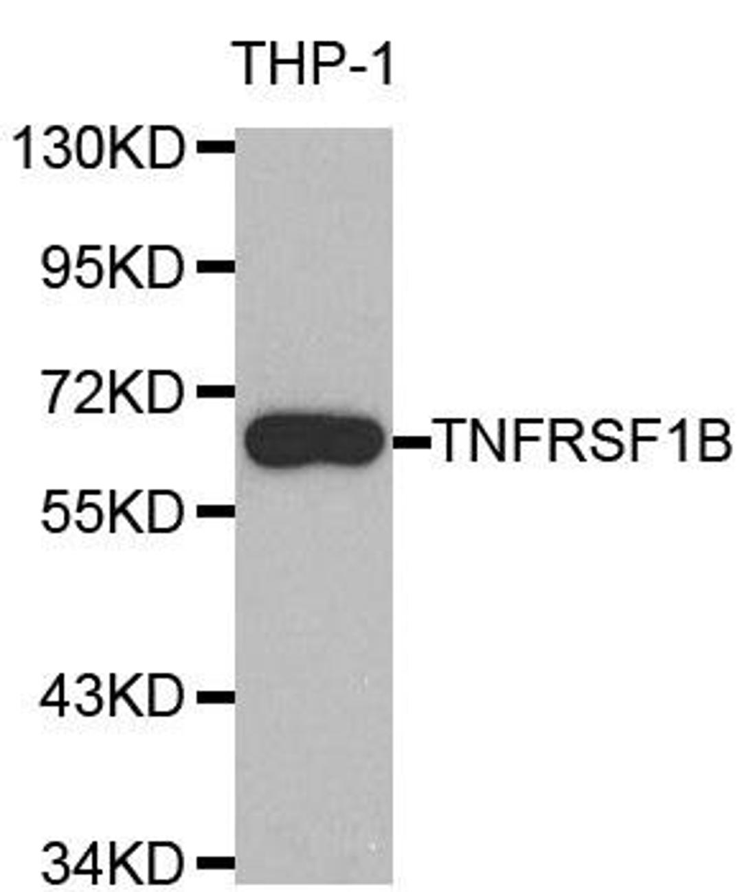 Western blot analysis of extracts of THP-1 cell line using TNFRSF1B antibody