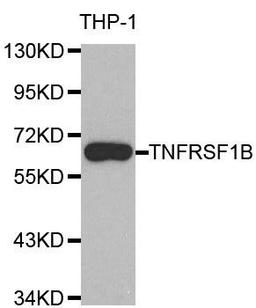 Western blot analysis of extracts of THP-1 cell line using TNFRSF1B antibody