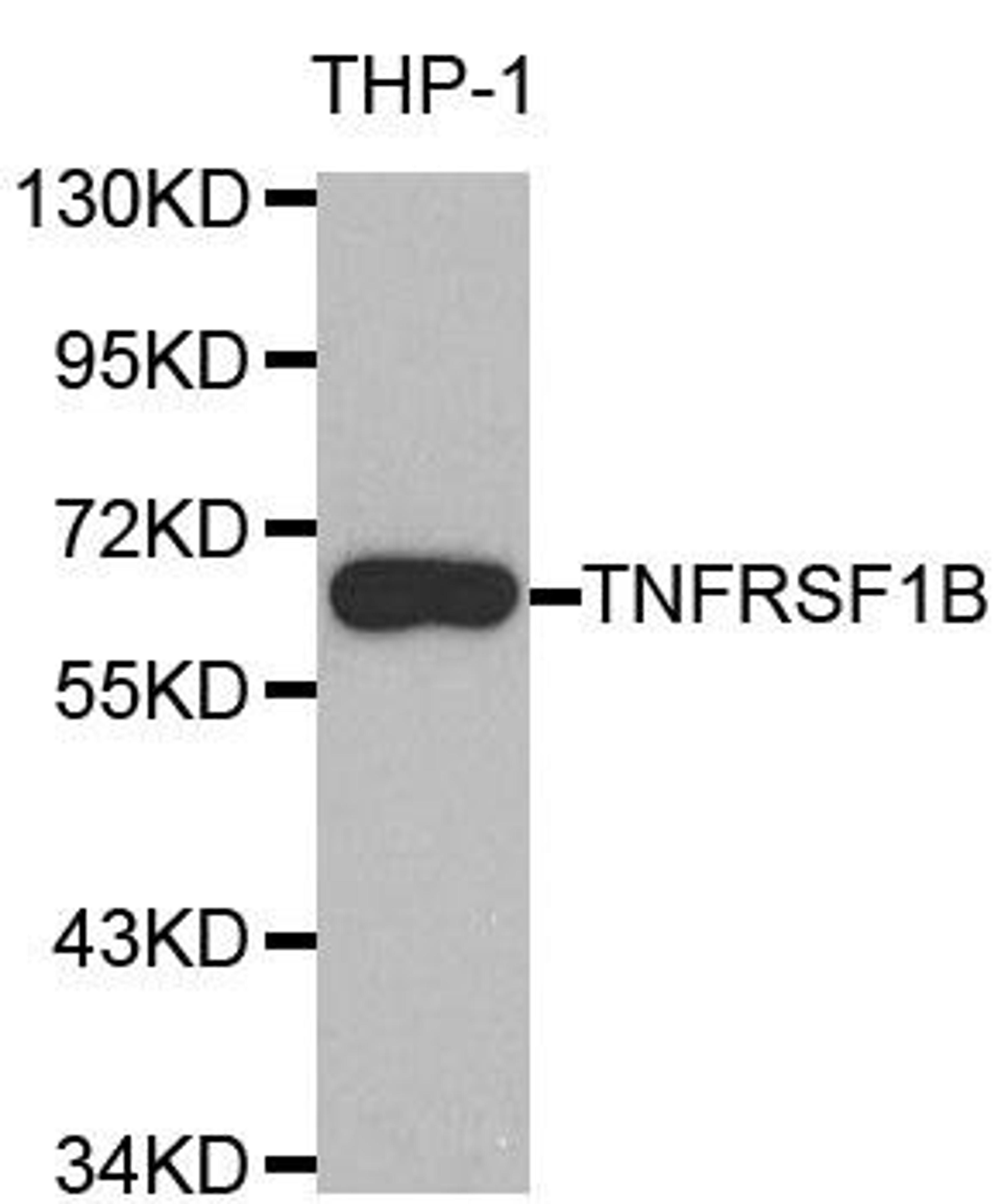 Western blot analysis of extracts of THP-1 cell line using TNFRSF1B antibody