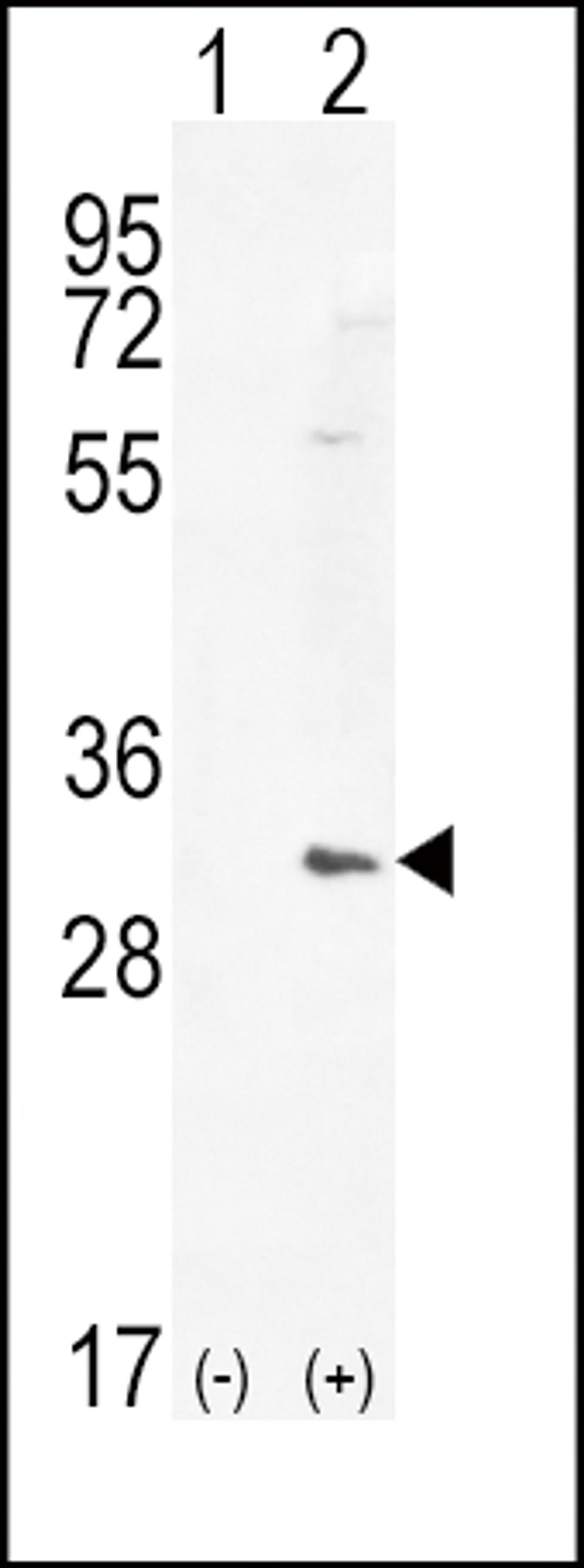 Western blot analysis of HMOX1 using rabbit polyclonal HMOX1 Antibody using 293 cell lysates (2 ug/lane) either nontransfected (Lane 1) or transiently transfected (Lane 2) with the HMOX1 gene.