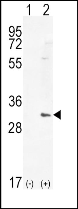 Western blot analysis of HMOX1 using rabbit polyclonal HMOX1 Antibody using 293 cell lysates (2 ug/lane) either nontransfected (Lane 1) or transiently transfected (Lane 2) with the HMOX1 gene.