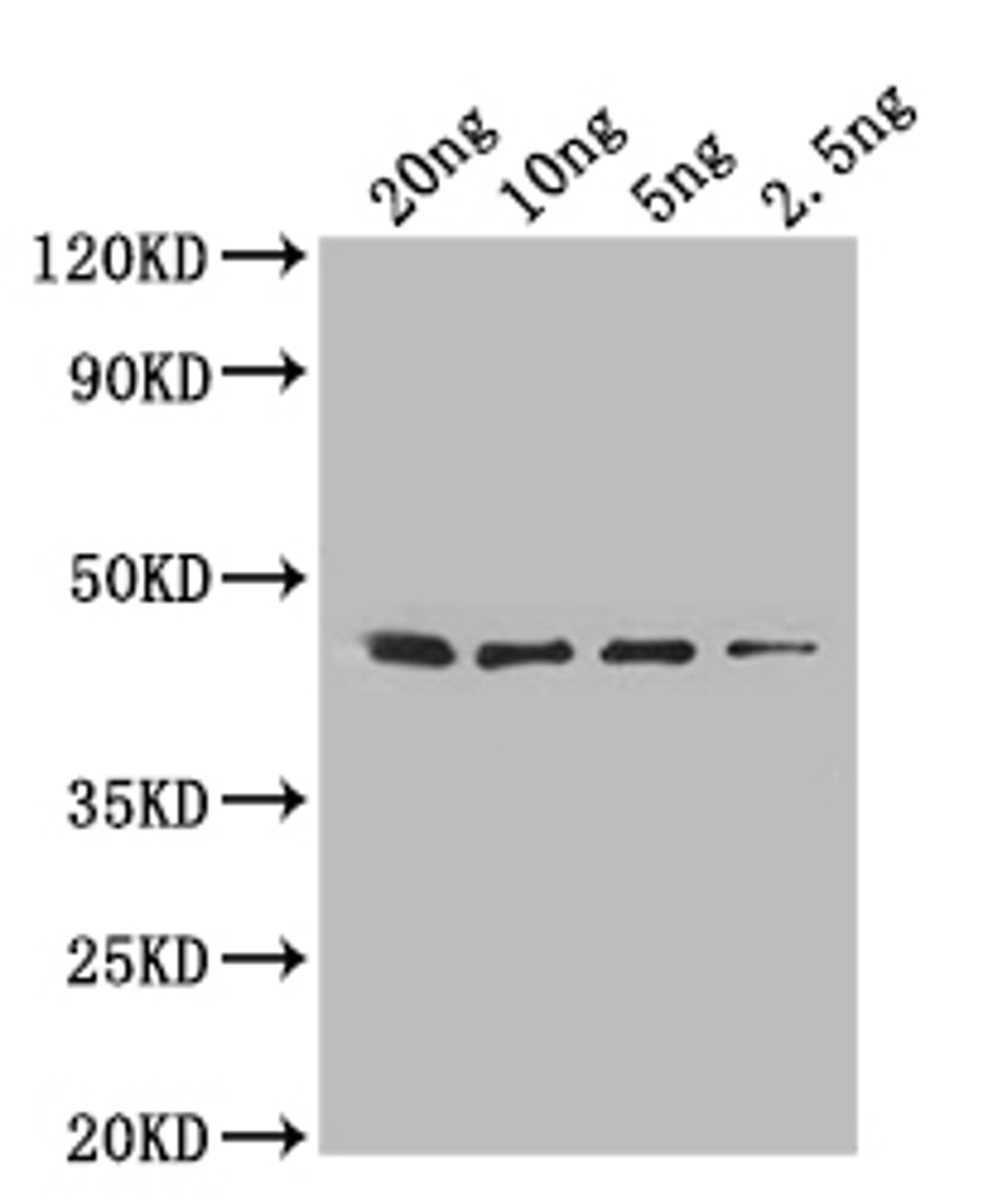 Western Blot. Positive WB detected in: recombinant protein. All lanes: folA Antibody at 1:1000. Secondary. Goat polyclonal to rabbit IgG at 1/50000 dilution. Predicted band size: 45 kDa. Observed band size: 45 kDa.