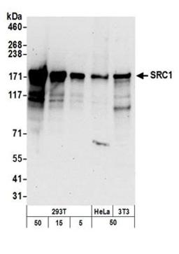 Detection of human and mouse SRC1 by western blot.