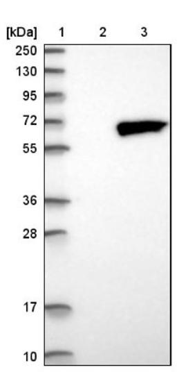 Western Blot: RPS6KL1 Antibody [NBP1-81226] - Lane 1: Marker [kDa] 250, 130, 95, 72, 55, 36, 28, 17, 10<br/>Lane 2: Negative control (vector only transfected HEK293T lysate)<br/>Lane 3: Over-expression lysate (Co-expressed with a C-terminal myc-DDK tag (~3.1 kDa) in mammalian HEK293T cells, LY403119)