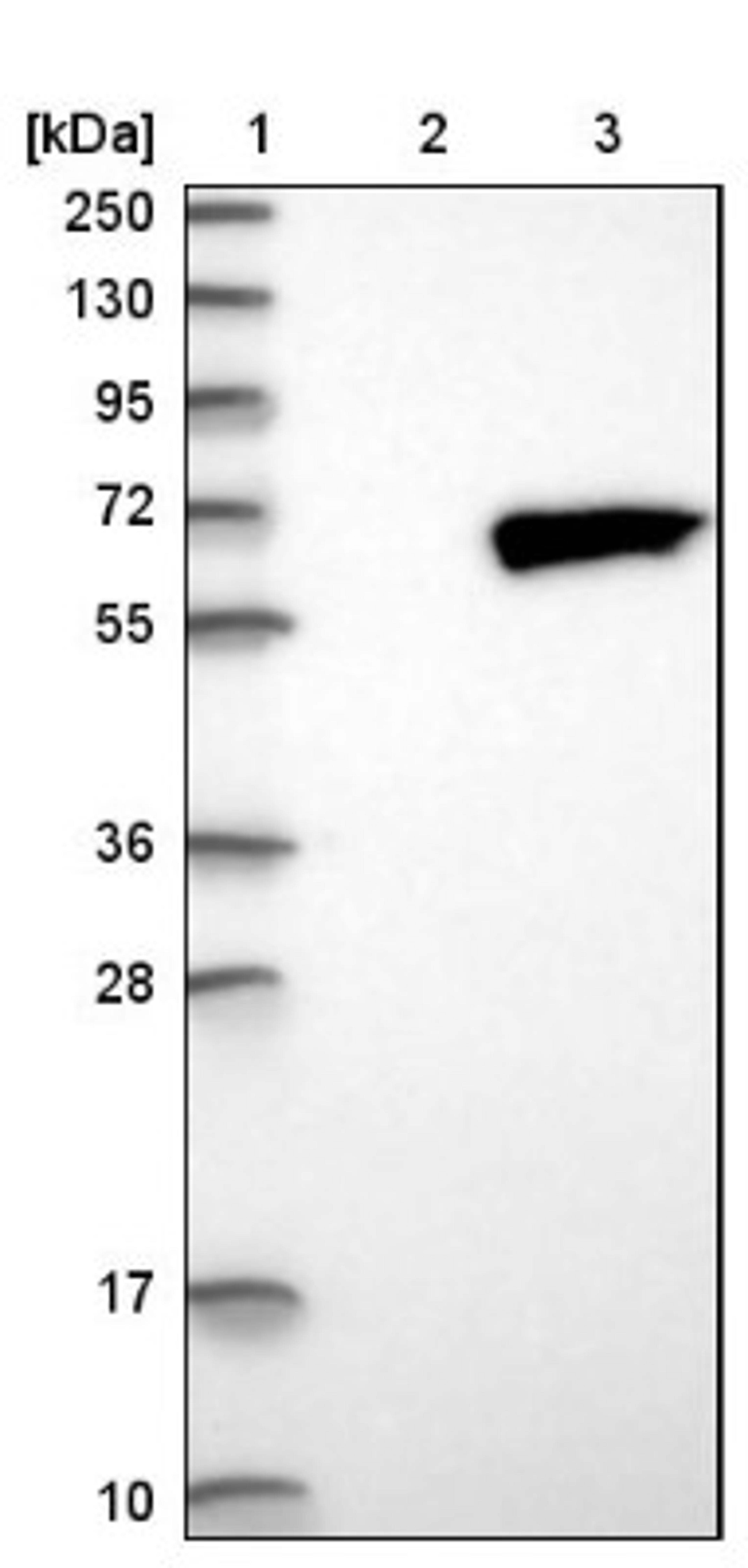 Western Blot: RPS6KL1 Antibody [NBP1-81226] - Lane 1: Marker [kDa] 250, 130, 95, 72, 55, 36, 28, 17, 10<br/>Lane 2: Negative control (vector only transfected HEK293T lysate)<br/>Lane 3: Over-expression lysate (Co-expressed with a C-terminal myc-DDK tag (~3.1 kDa) in mammalian HEK293T cells, LY403119)