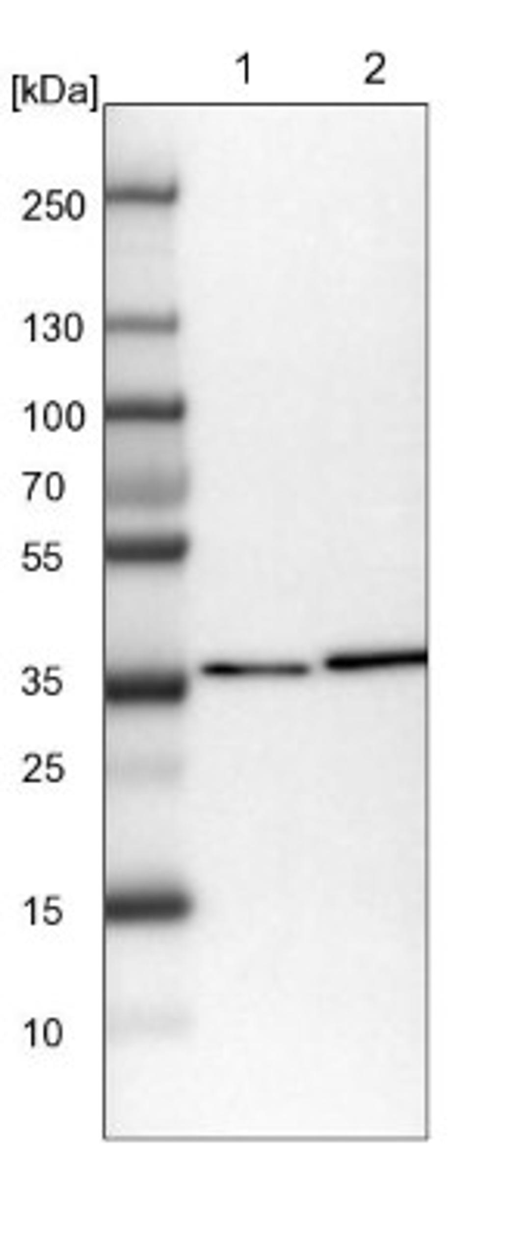 Western Blot: DNAJB14 Antibody [NBP1-82240] - Lane 1: NIH-3T3 cell lysate (Mouse embryonic fibroblast cells)<br/>Lane 2: NBT-II cell lysate (Rat Wistar bladder tumour cells)