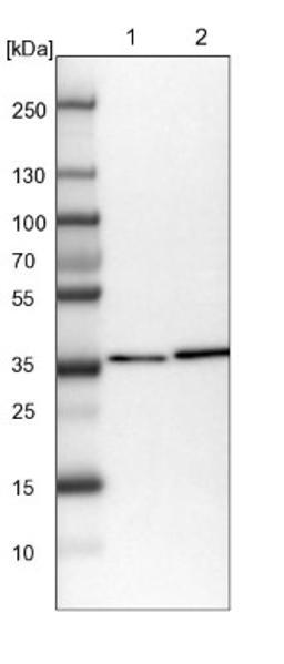 Western Blot: DNAJB14 Antibody [NBP1-82240] - Lane 1: NIH-3T3 cell lysate (Mouse embryonic fibroblast cells)<br/>Lane 2: NBT-II cell lysate (Rat Wistar bladder tumour cells)