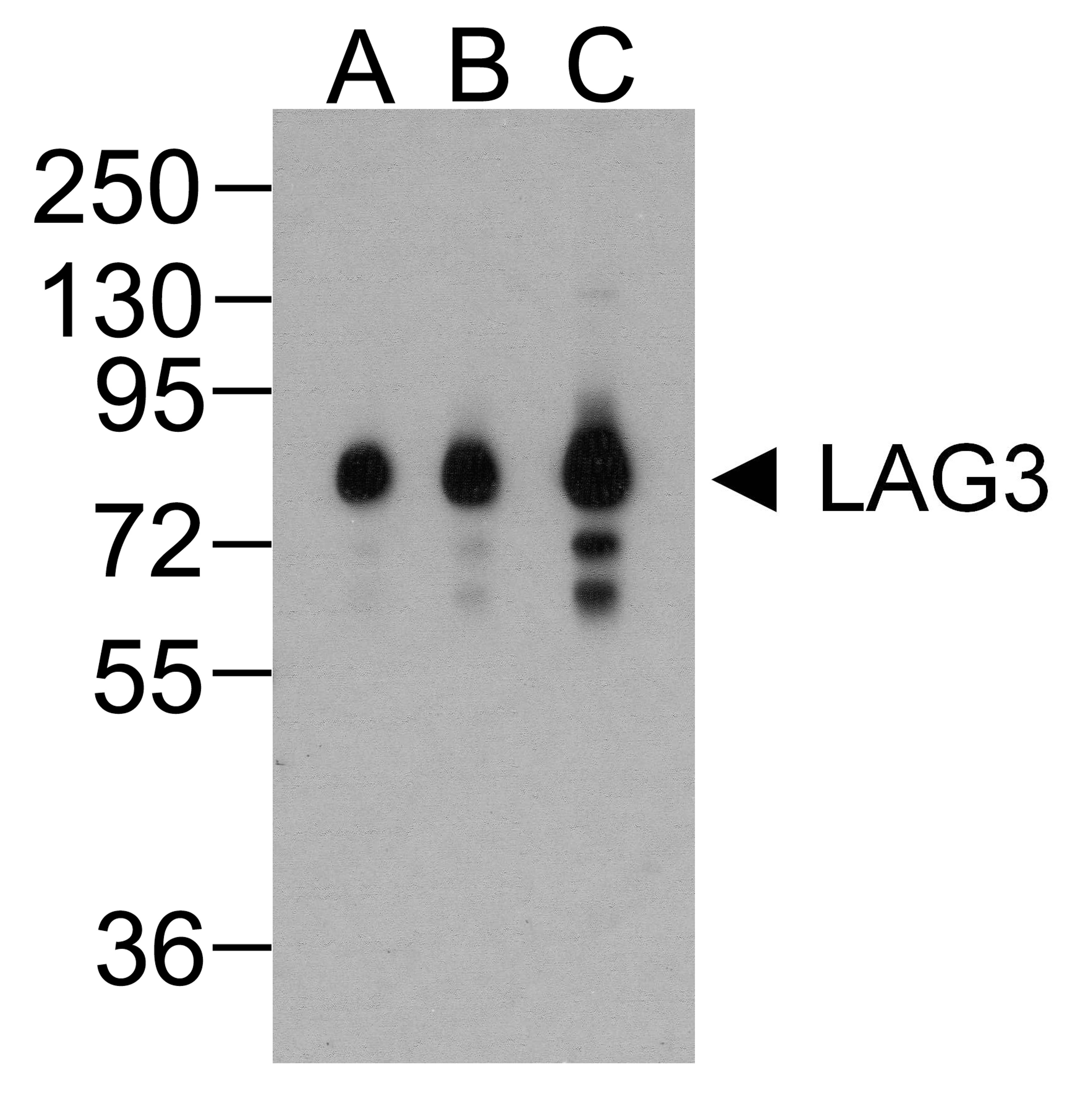 Western blot analysis of LAG-3 in over expressing HEK293 cells using LAG-3 antibody at (A) 0.25 (B) 0.5 and (C) 1 μg/ml.