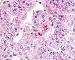 Immunohistochemistry: GPR81 Antibody [NLS2095] - Analysis of anti-FKSG80 / GPR81 antibody with pituitary.