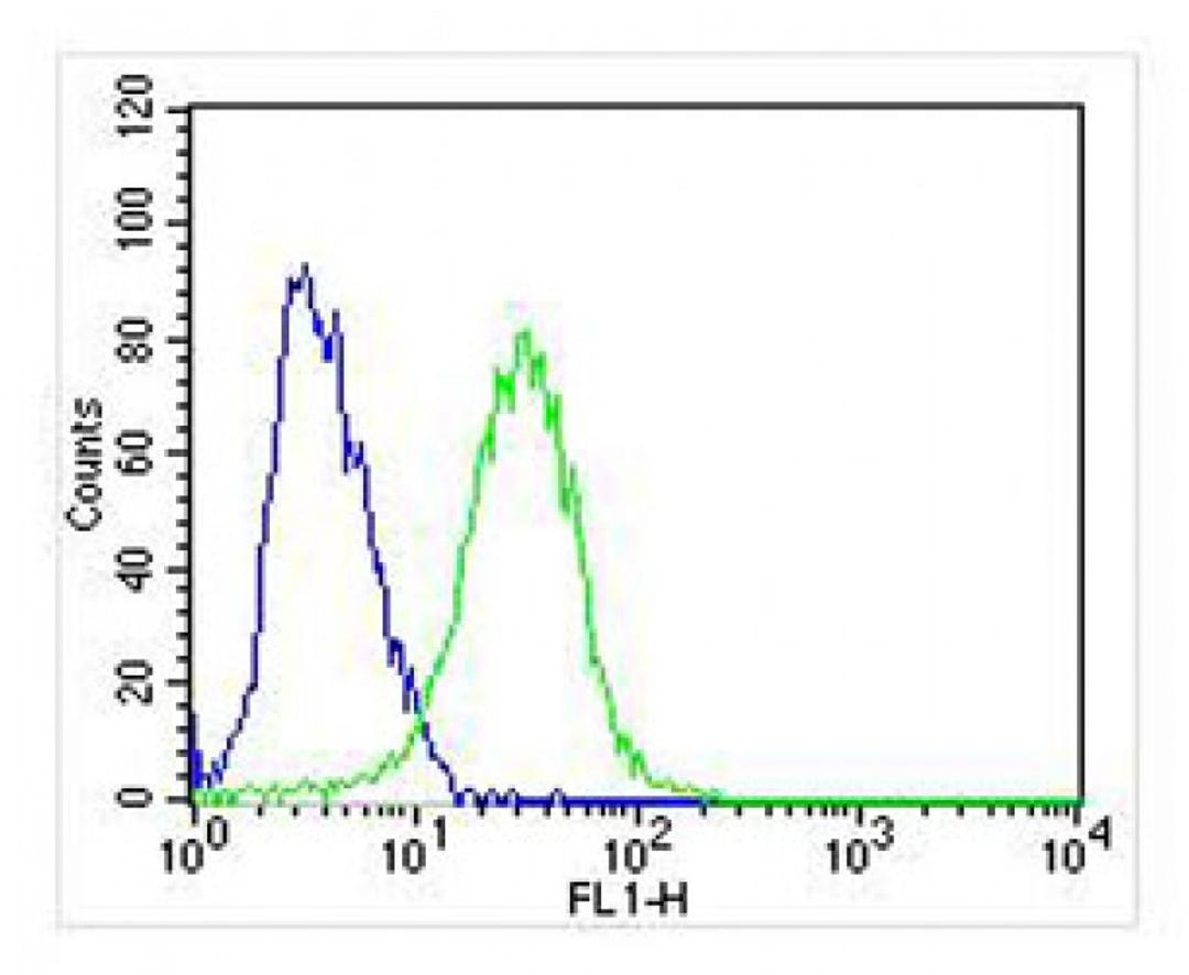 Overlay histogram showing SH-SY5Y cells stained with Antibody (green line). The cells were fixed with 2% paraformaldehyde (10 min). The cells were then icubated in 2% bovine serum albumin to block non-specific protein-protein interactions followed by the 