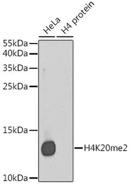 Western blot - DiMethyl-Histone H4-K20 antibody (A2371)