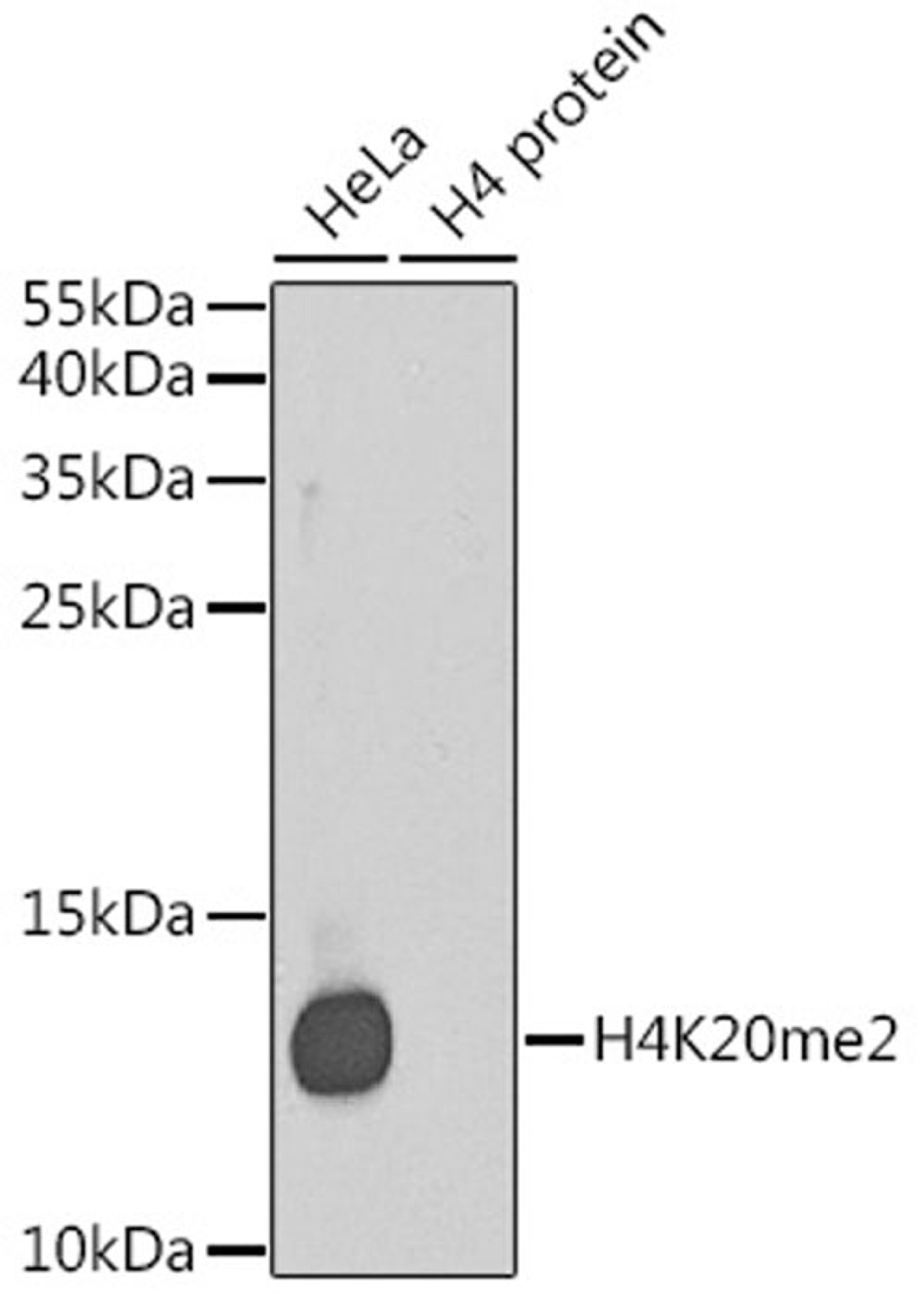 Western blot - DiMethyl-Histone H4-K20 antibody (A2371)