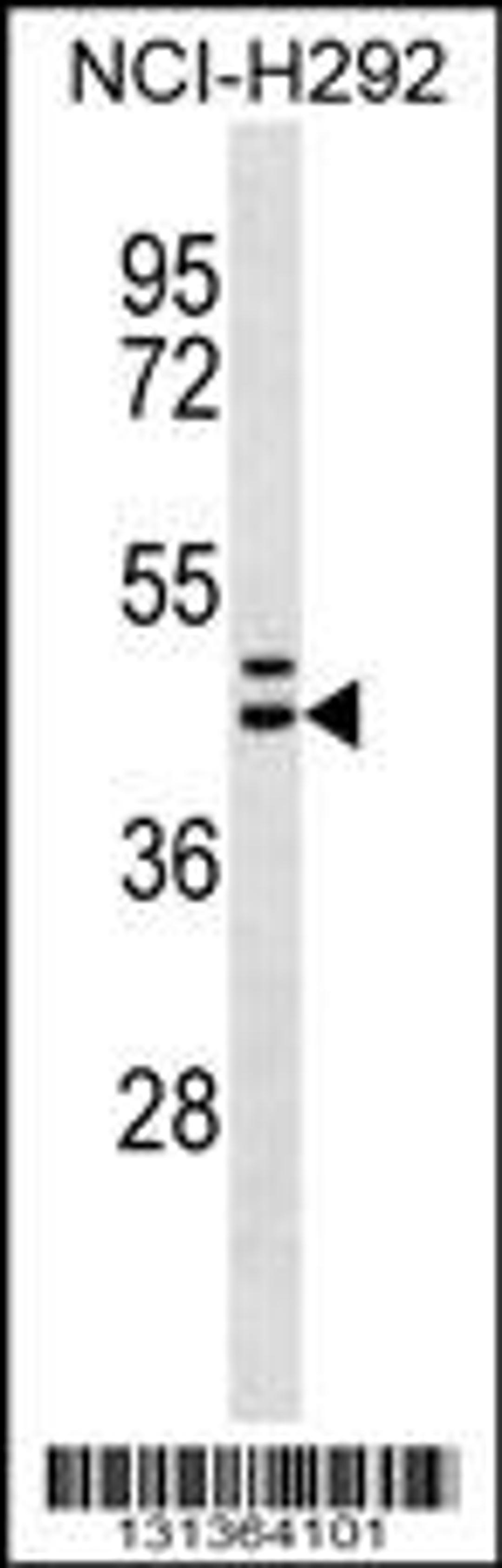 Western blot analysis in NCI-H292 cell line lysates (35ug/lane).