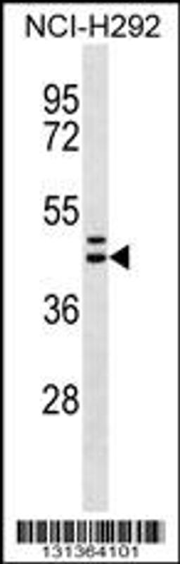 Western blot analysis in NCI-H292 cell line lysates (35ug/lane).