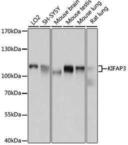 Western blot - KIFAP3 antibody (A4518)