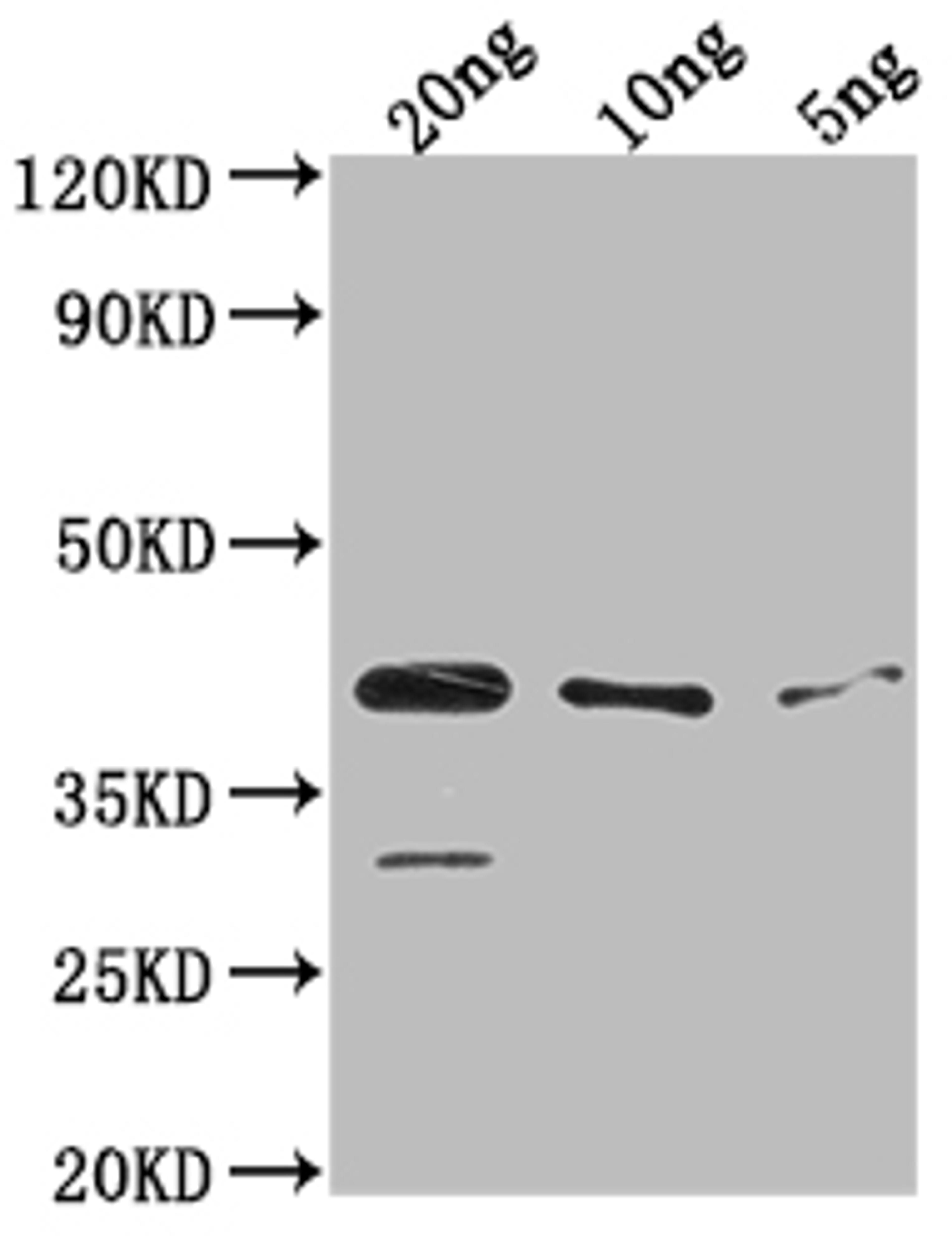 Western Blot. Positive WB detected in Recombinant protein. All lanes: ihfA antibody at 1:2000. Secondary. Goat polyclonal to rabbit IgG at 1/50000 dilution. Predicted band size: 38.1 kDa. Observed band size: 38 kDa.