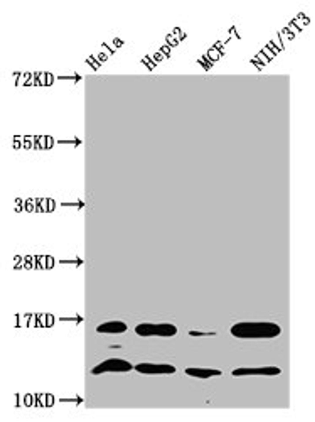 Western Blot. Positive WB detected in: Hela whole cell lysate, HepG2 whole cell lysate, MCF-7 whole cell lysate, NIH/3T3 whole cell lysate. All lanes: HIST1H4A antibody at 1.24µg/ml. Secondary. Goat polyclonal to rabbit IgG at 1/50000 dilution. Predicted band size: 12 kDa. Observed band size: 12 kDa