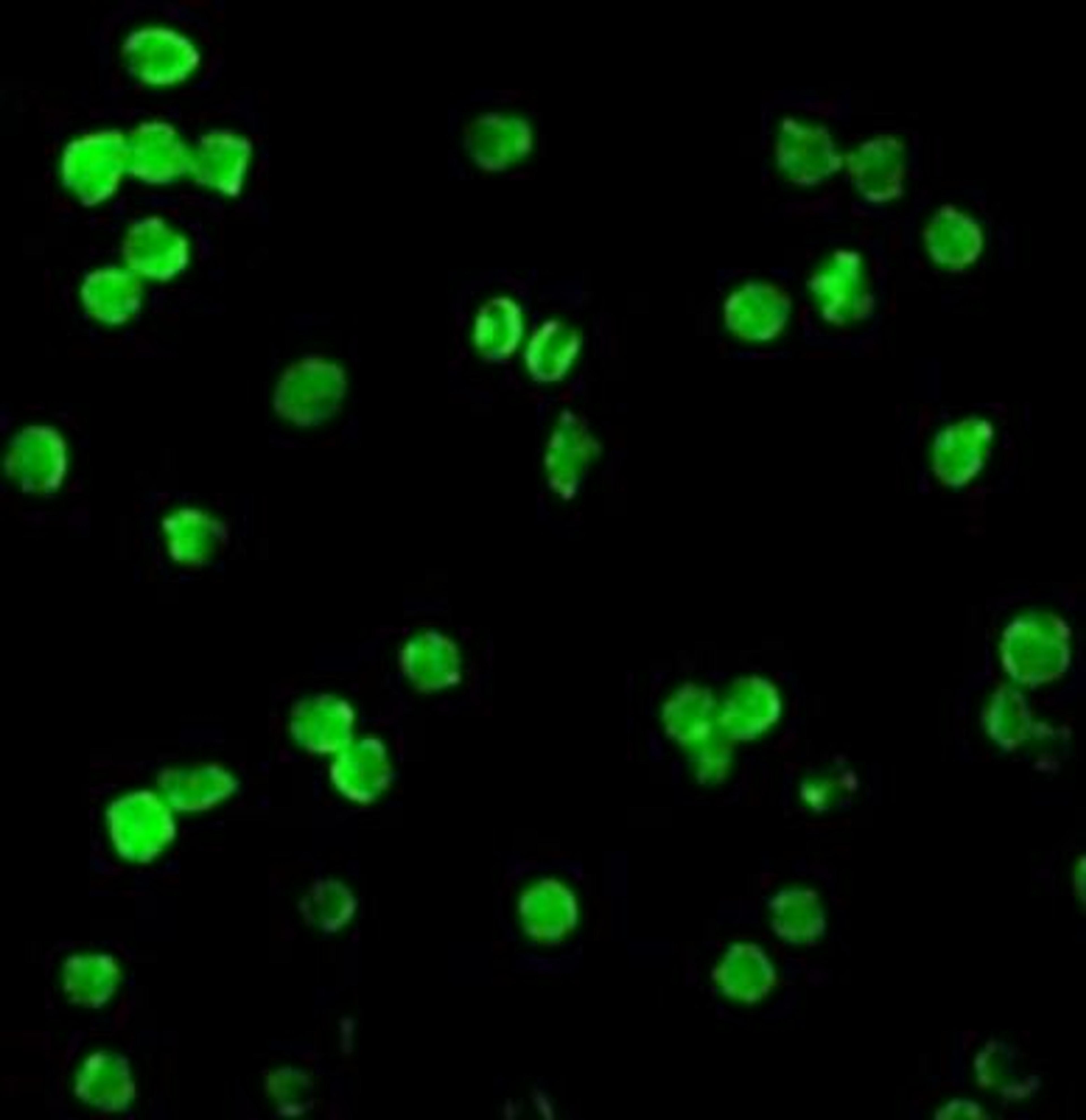 Immunocytochemistry/Immunofluorescence: DRAK1 Antibody [NBP1-76896] - Molt cells.