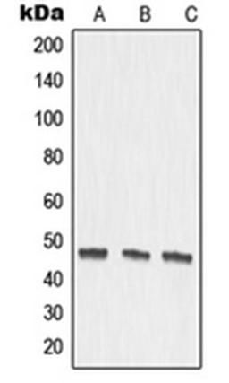 Western blot analysis of DLD (Lane 1), mouse kidney (Lane 2), rat kidney (Lane 3) whole cell lysates using MMP27 antibody