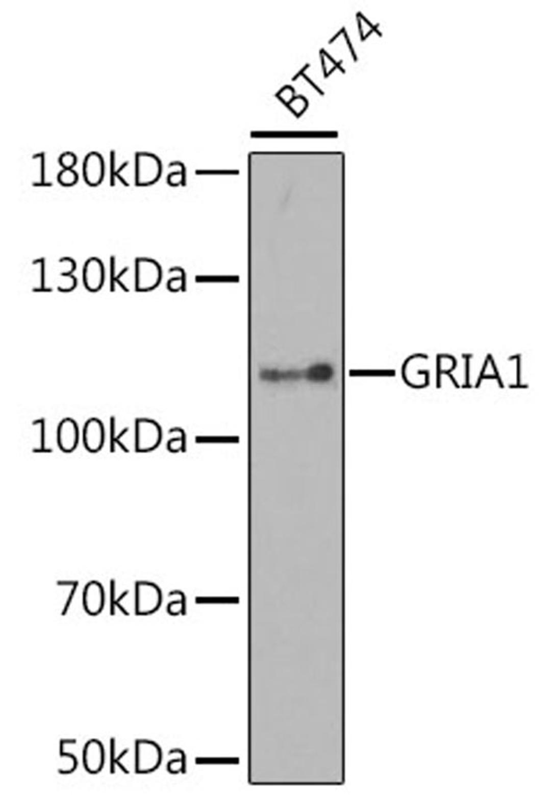 Western blot - GRIA1 antibody (A1826)