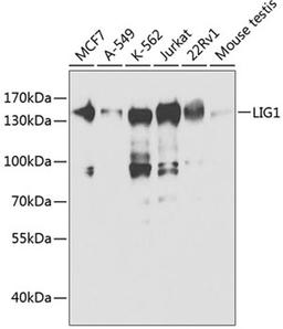 Western blot - LIG1 antibody (A1858)