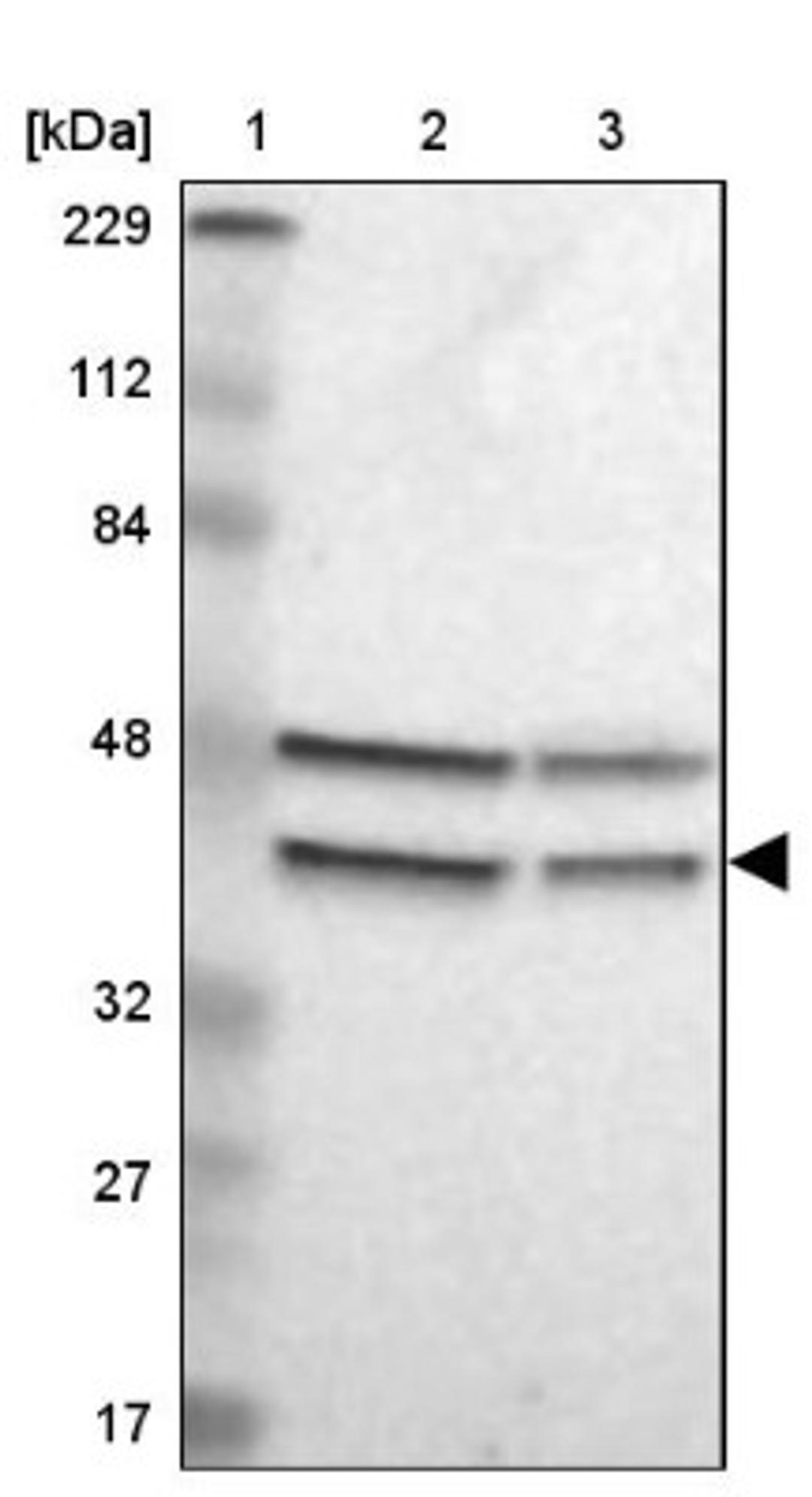 Western Blot: GPANK1/BAT4 Antibody [NBP1-90165] - Lane 1: Marker [kDa] 229, 112, 84, 48, 32, 27, 17<br/>Lane 2: Human cell line RT-4<br/>Lane 3: Human cell line U-251MG sp