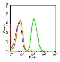 Flow cytometric analysis of Hela Cells using ETV2 antibody.