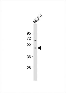 Western Blot at 1:1000 dilution + MCF-7 whole cell lysate Lysates/proteins at 20 ug per lane.