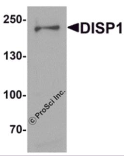 Western blot analysis of DISP1 in 3T3 cell lysate with DISP1 antibody at 1 &#956;g/mL.