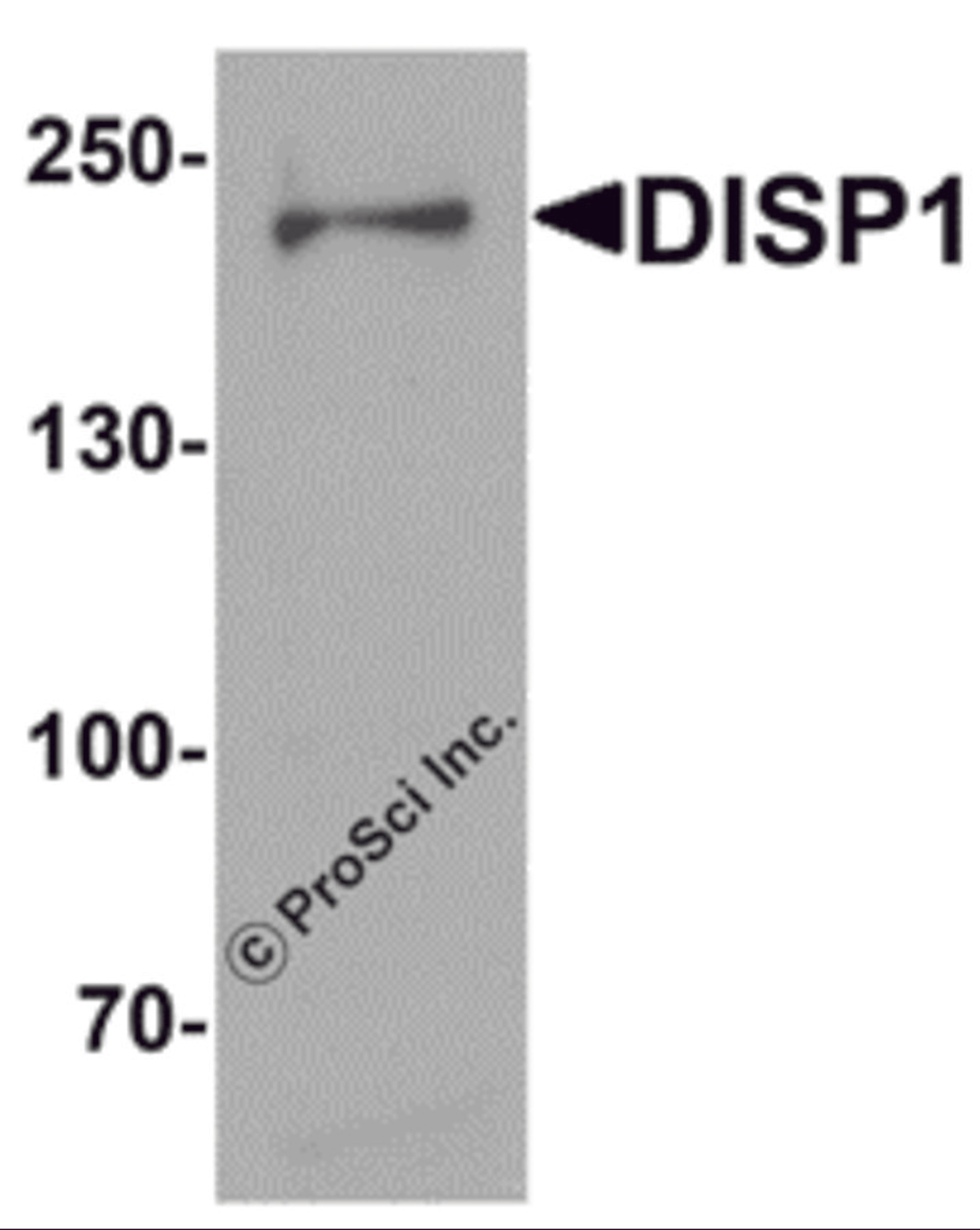 Western blot analysis of DISP1 in 3T3 cell lysate with DISP1 antibody at 1 &#956;g/mL.